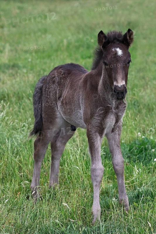 Icelandic stallion
