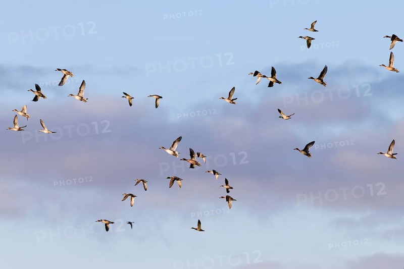 Pintail