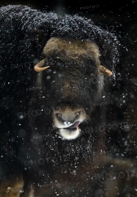 Musk ox