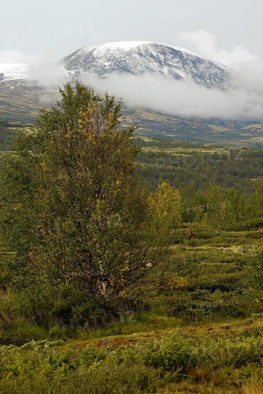 Snowy mountain tops in front of green landscape