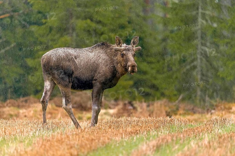 Elk