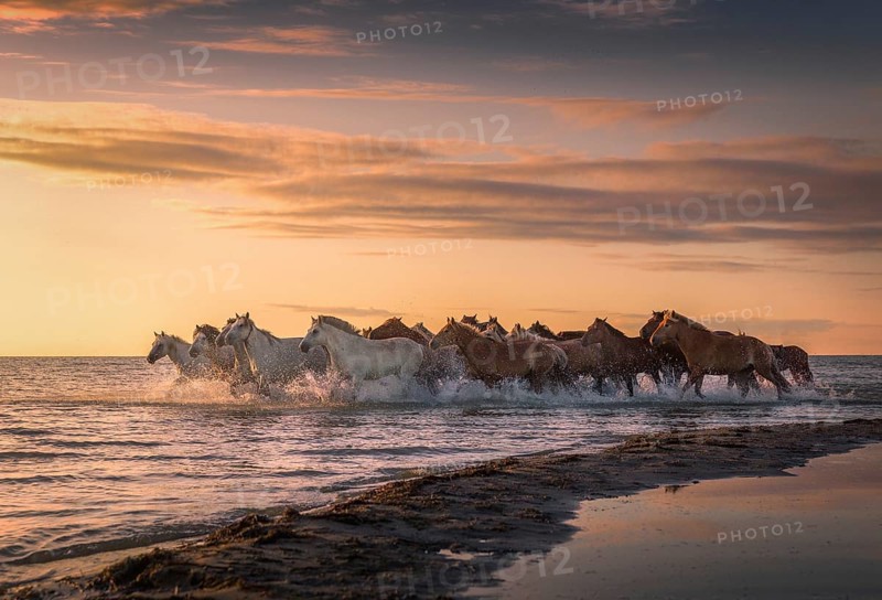 Horses running through the water
