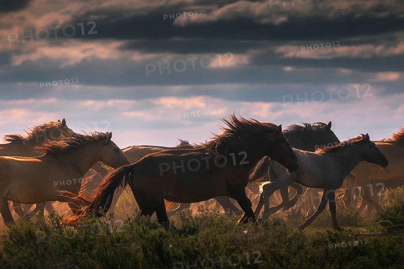 Herd of horses in the mongolian steppe