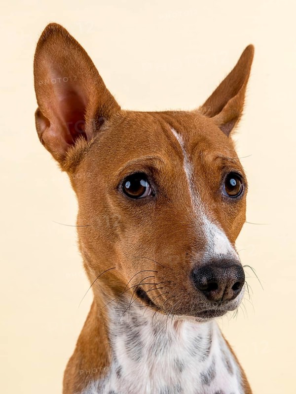 Basenji or Congo Terrier