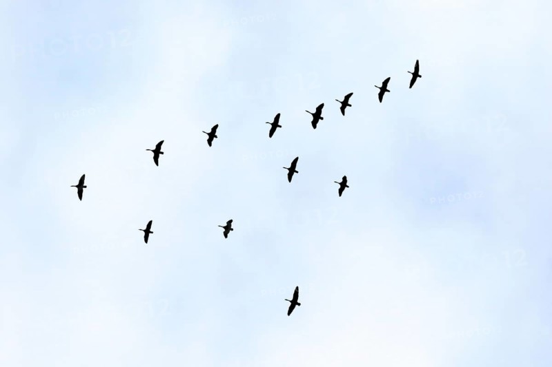 Canada goose
