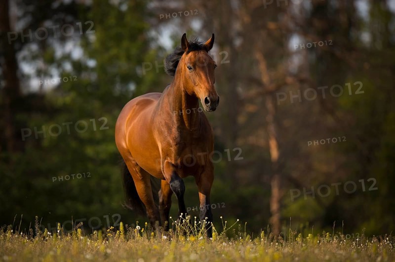 Brown Warmblood gelding at trot on the meadow