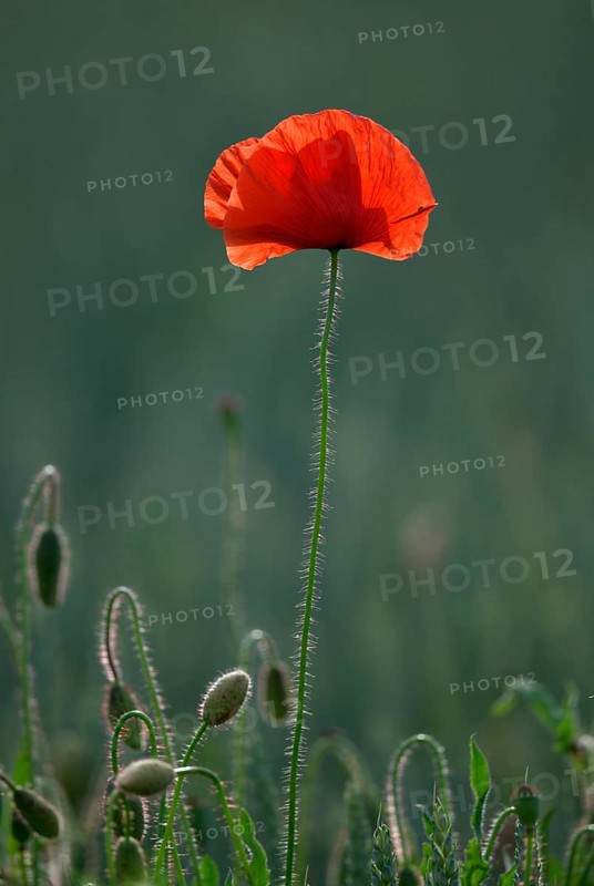 Corn poppy
