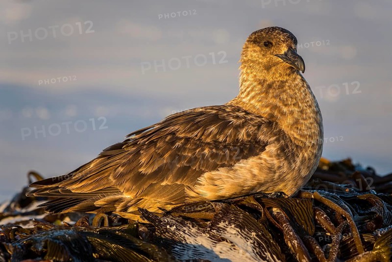 Great skua