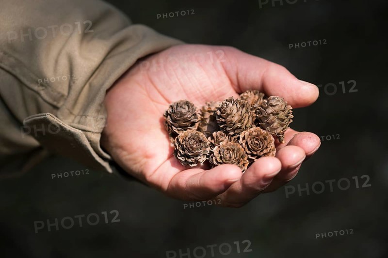 European larch