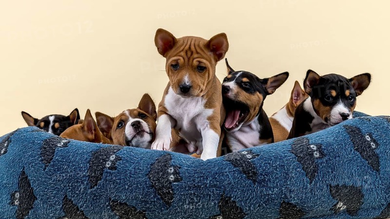Basenji or Congo terrier