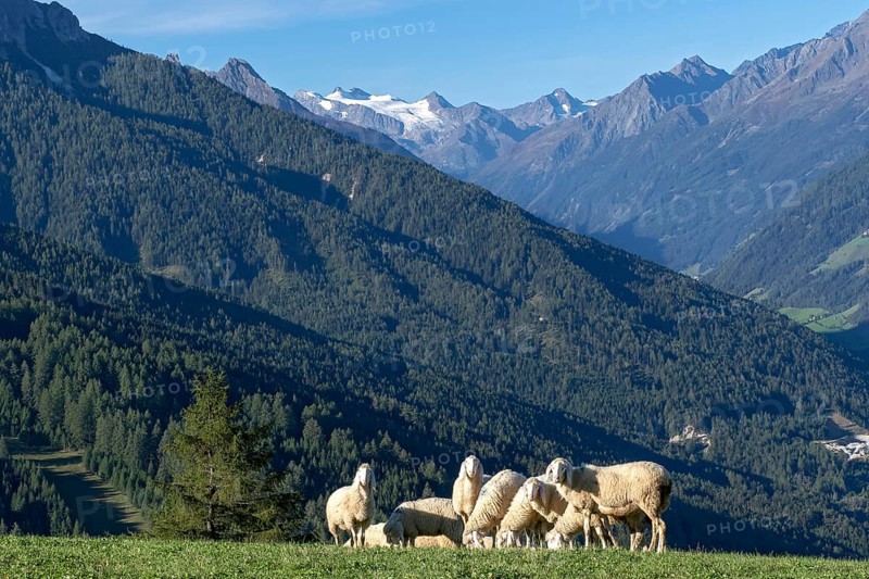 Sheep in the pasture