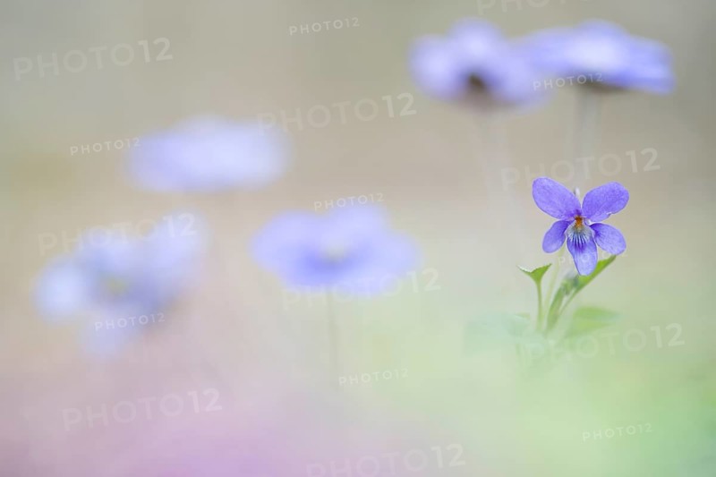 Early-dog violet