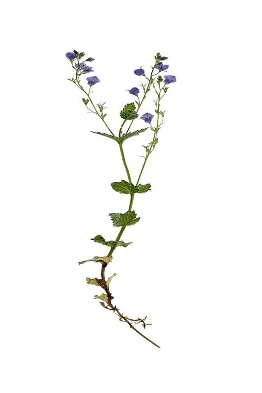 Germander speedwell