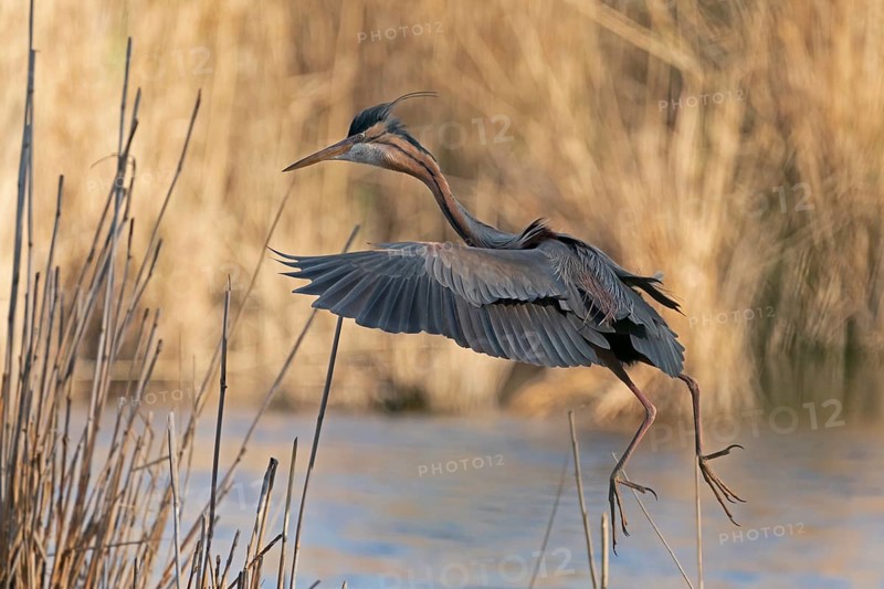Purple heron