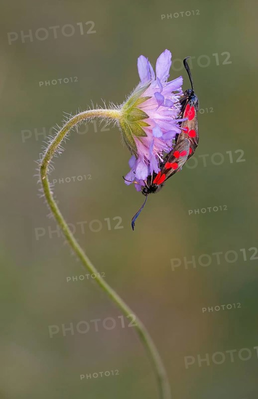 Six-spot burnet