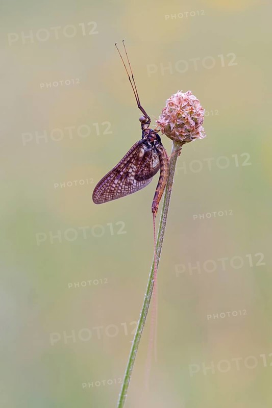 Mayfly