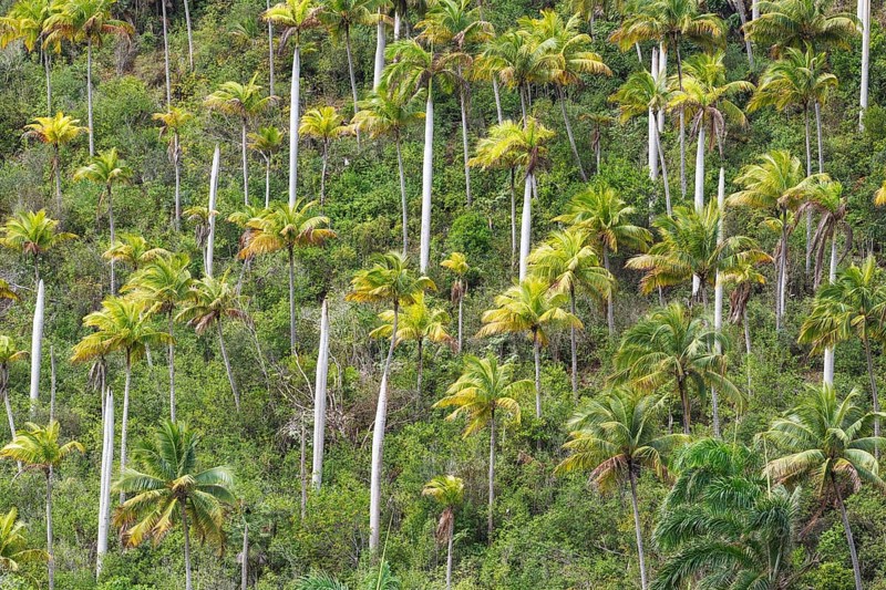 Hurricane damaged Royal palms