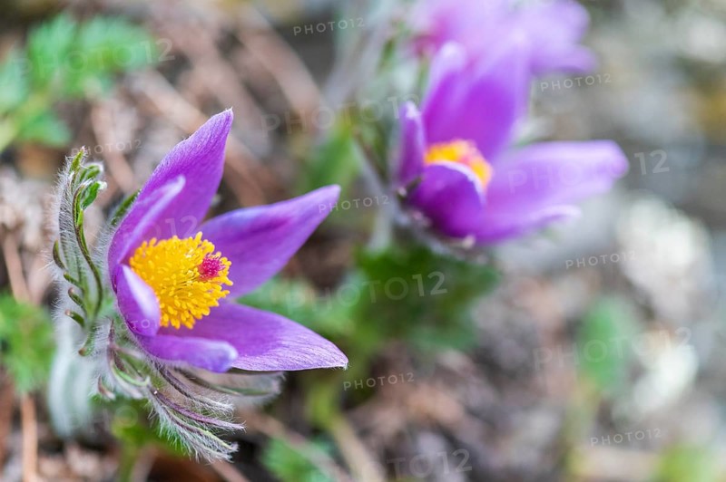 Common Pasque Flower