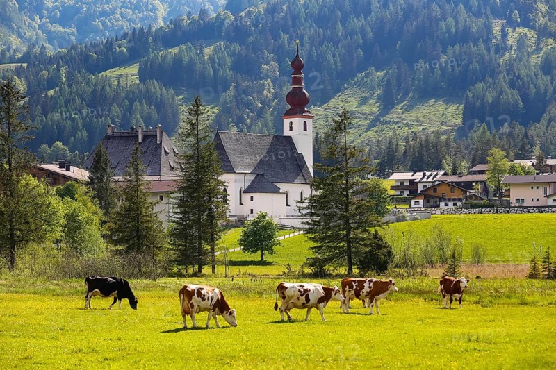 Cattle pasture with the church St.Ulrich