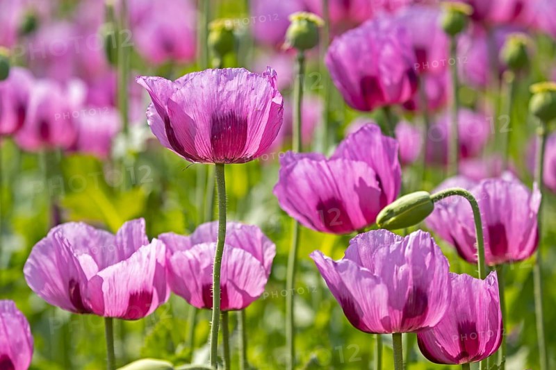 Opium poppy