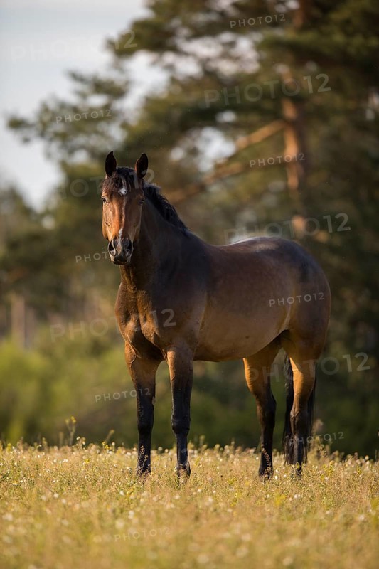 Statue Brown Holstein mare in the pasture