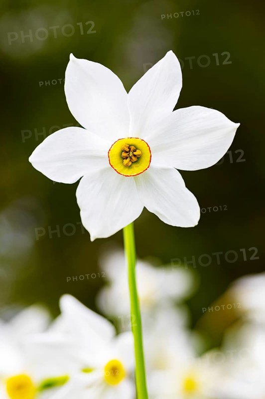 Poet's Daffodil