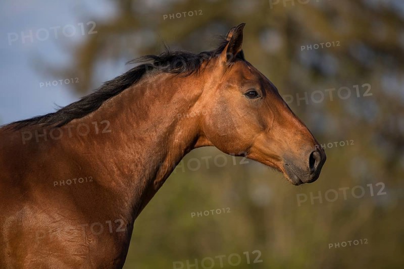 Portrait of a bay Warmblood gelding on a meadow