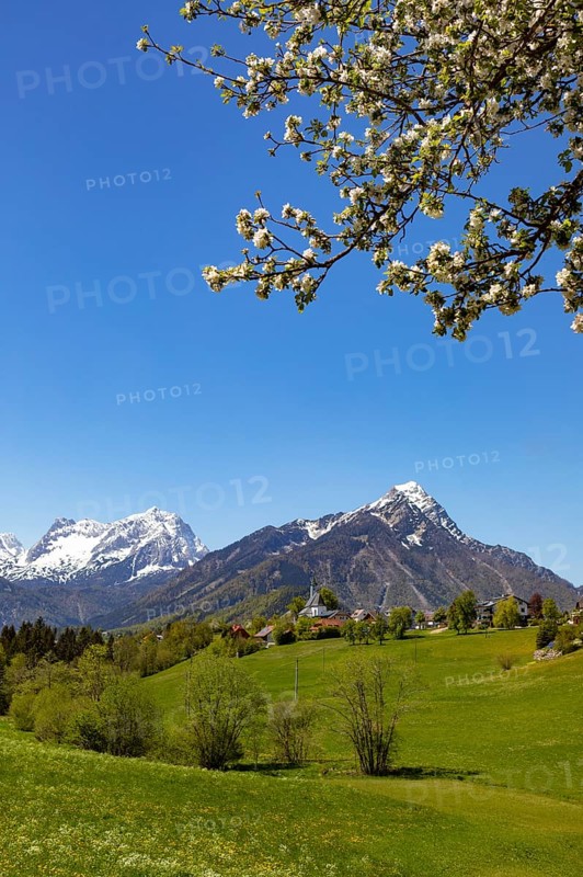 Flowering fruit tree