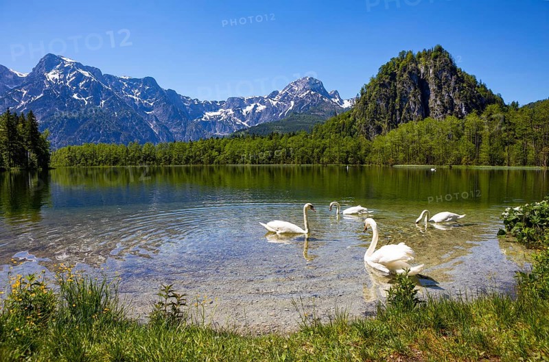 Mute swans