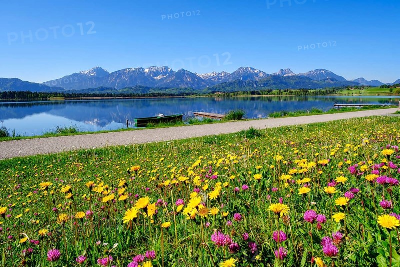 Flower meadow