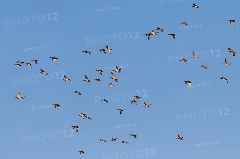 Eurasian Wigeon