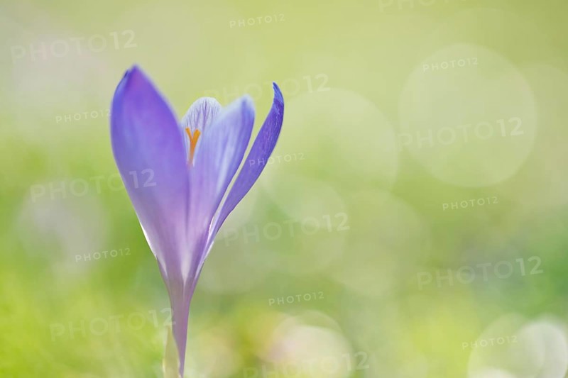 Woodland crocus