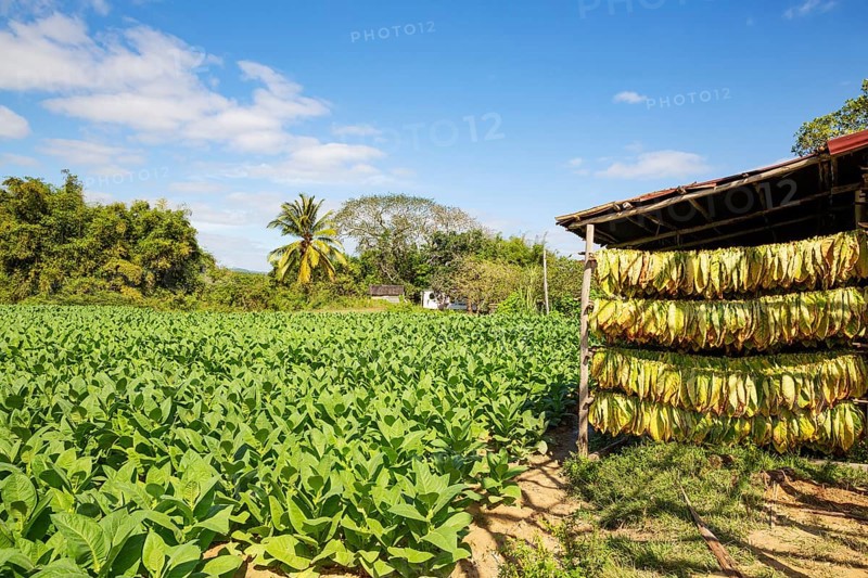 Cultivated tobacco