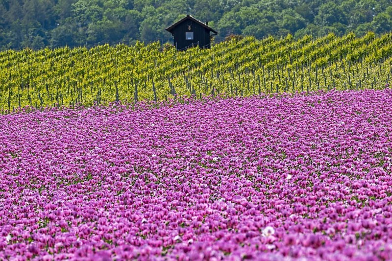 Opium poppy
