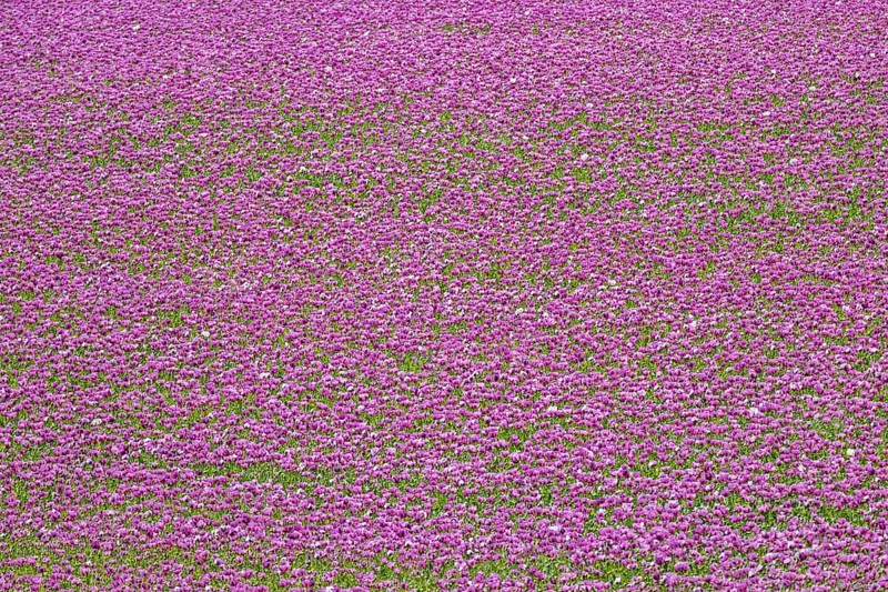 Opium poppy