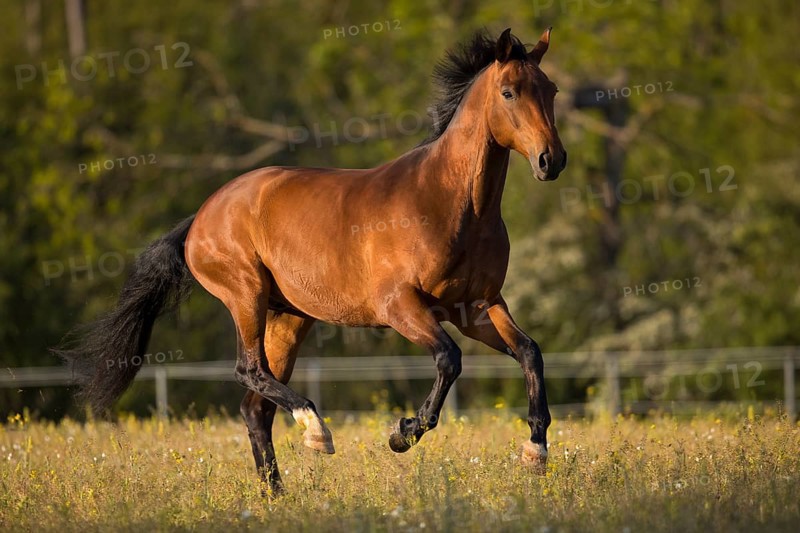 Brown Warmblood gelding at a gallop in the meadow