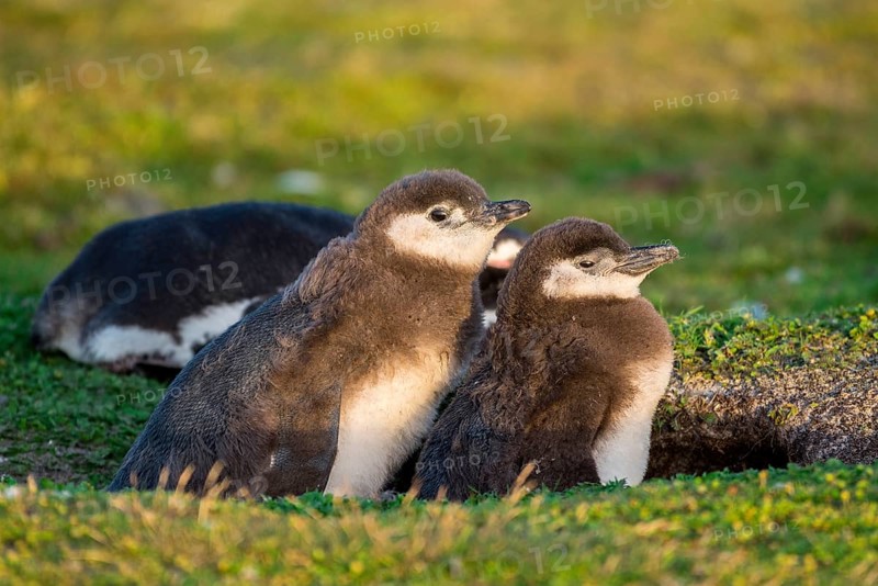Young Magellanic penguins