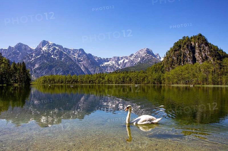 Mute swan