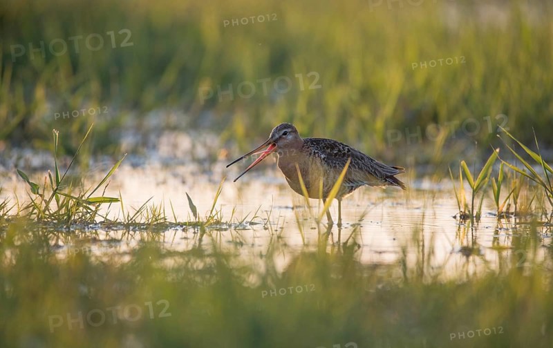 Black-tailed godwit