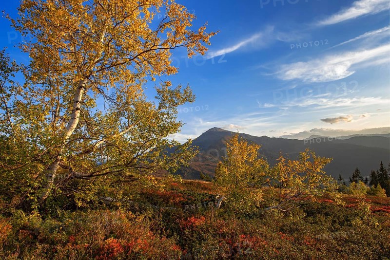 Autumnal mountain landscape with Downy birches