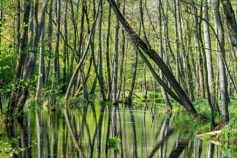Alder swamp forest in the Briesetal nature reserve