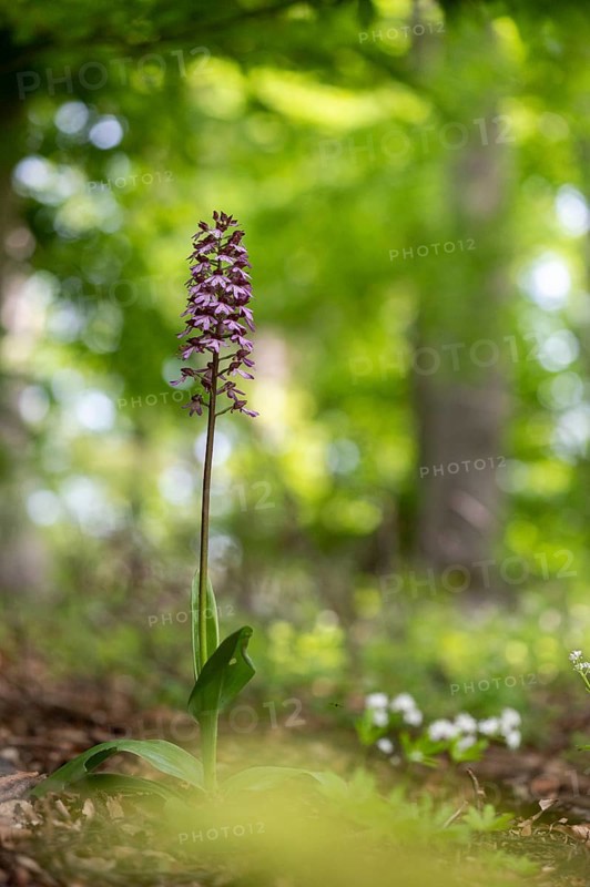 Northern marsh-orchid
