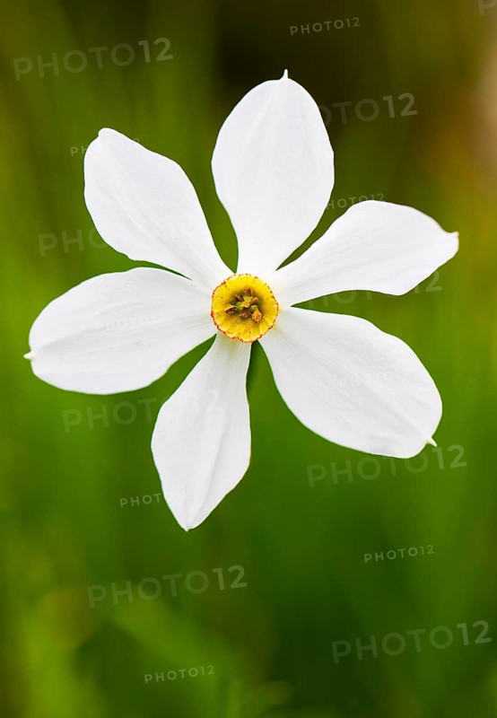 Poet's Daffodil