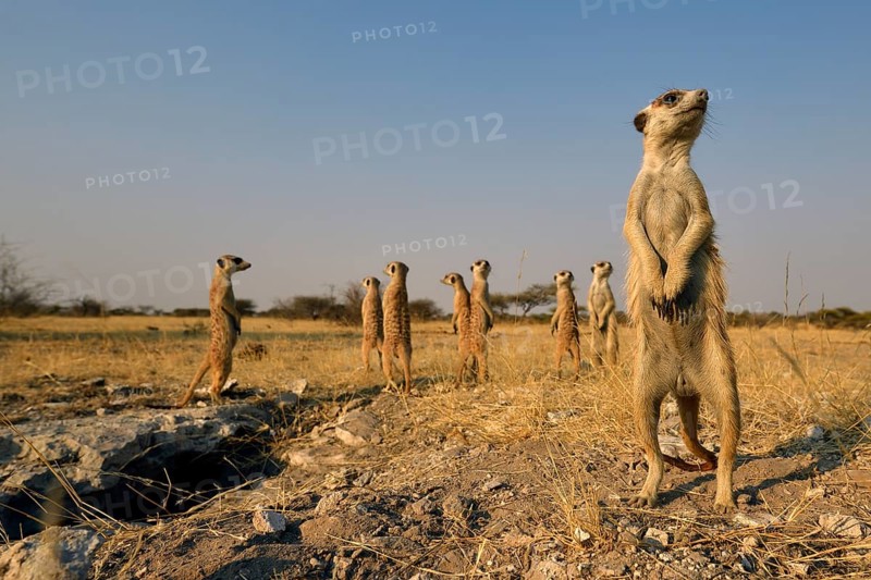 Family Meerkat