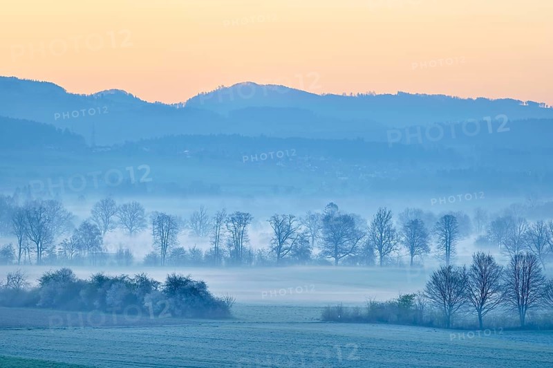 Meadows and trees in early fog