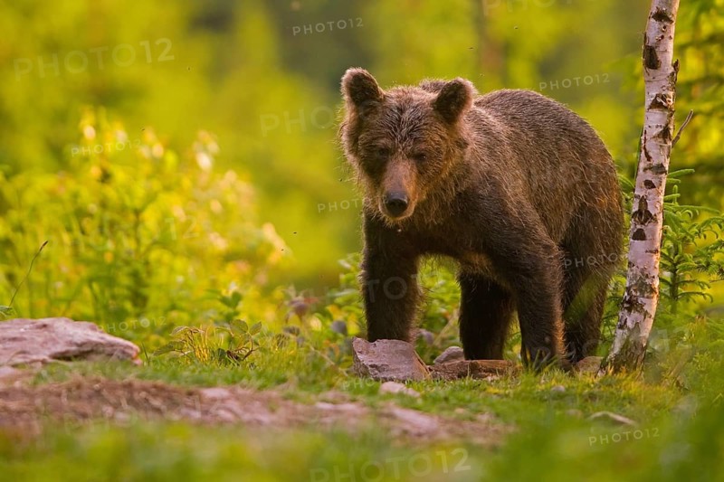 Brown bear