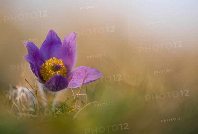 Pasque flowers