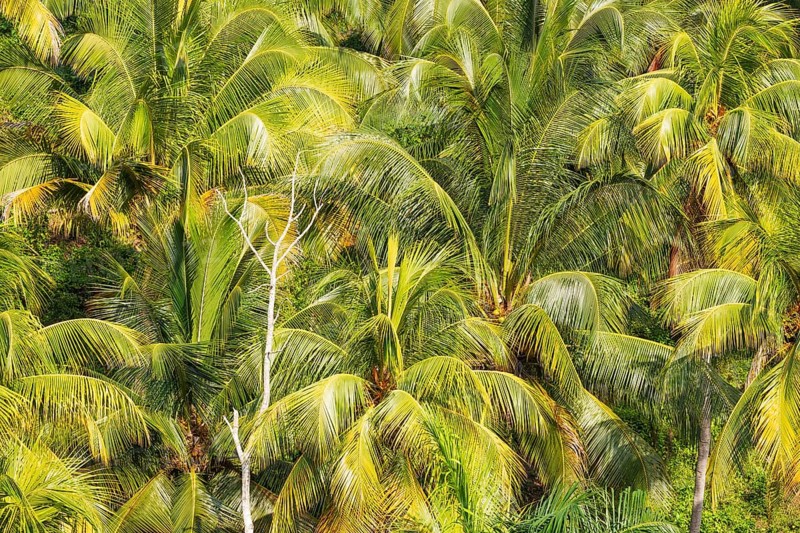 Coconut palm