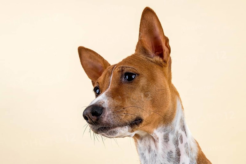 Basenji or Congo Terrier