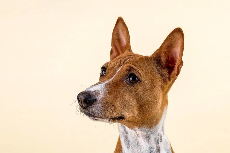 Basenji or Congo Terrier